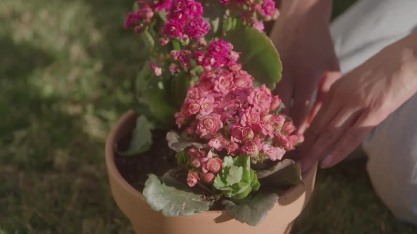 Hands tend flowers in a clay pot outdoors in sunlight