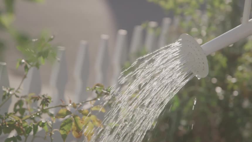 Watering plants next to picket fence with a white watering can