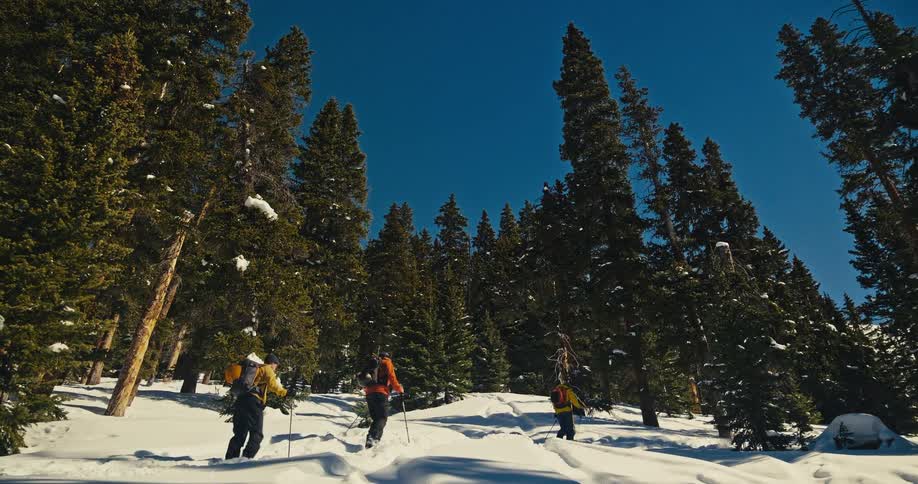 Four people walk in the snow with hiking gear among tall trees