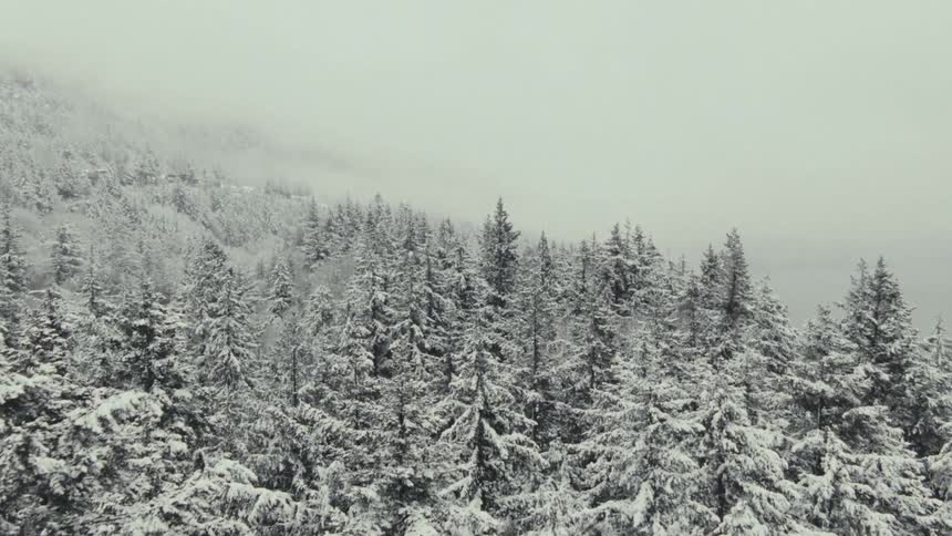 Aerial view of snow covered pine trees in a foggy winter forest