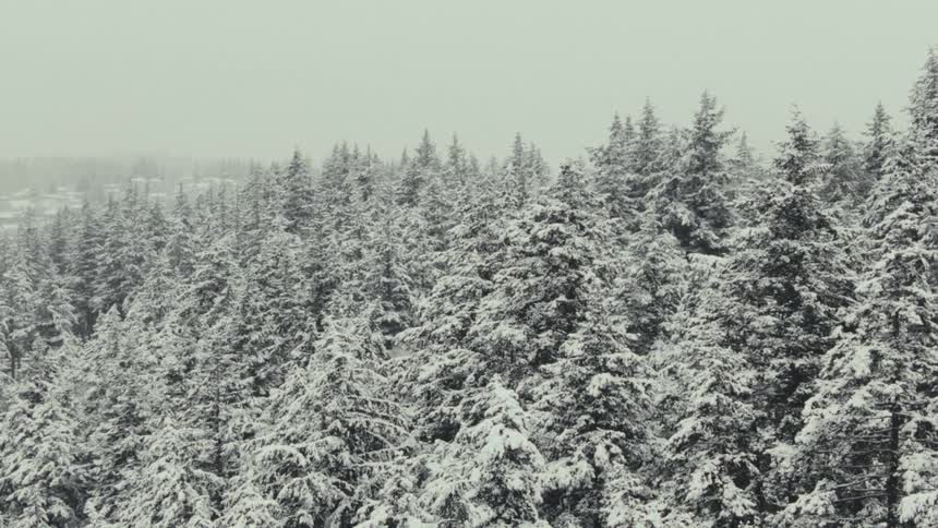 Pine forest blanketed in thick snow stretches toward the gray horizon
