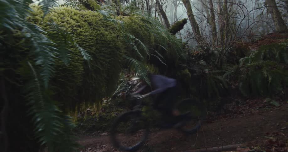 A lone mountain biker rides past the camera on a singletrack dirt trail the trail is in a lush green forest filled with thick moss and ferns