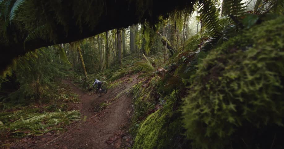 A mountain biker rides along a narrow dirt trail in a lush green forest
