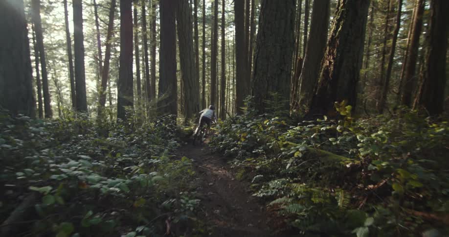 A view from a dirt path shows a mountain biker riding away from the camera through a dense forest of tall trees and green bushes