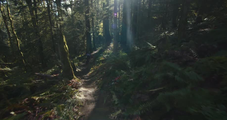 Two people riding bikes along a forest trail