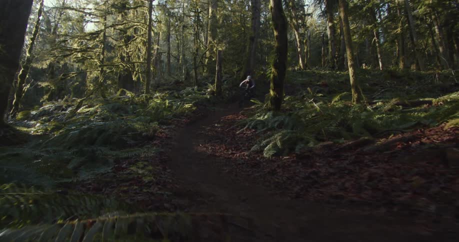 A view from a winding dirt path shows a mountain biker riding toward the camera passing tall trees with mossy bark and ferns on the ground in a sunlit forest