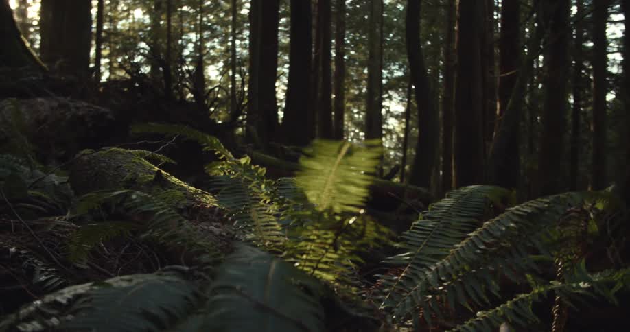 Sunlight passing between the trees in a forest shines onto the fronds of a fern