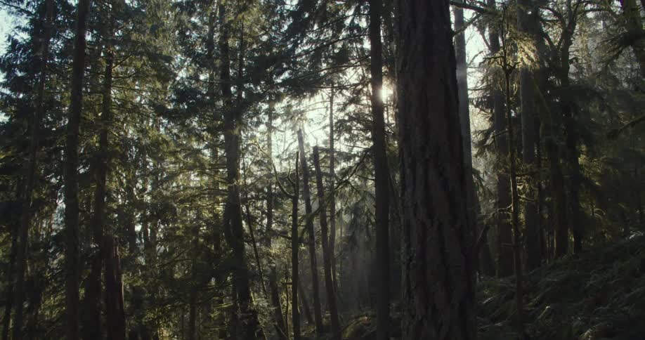 Landscape of trail among tall trees in a forest
