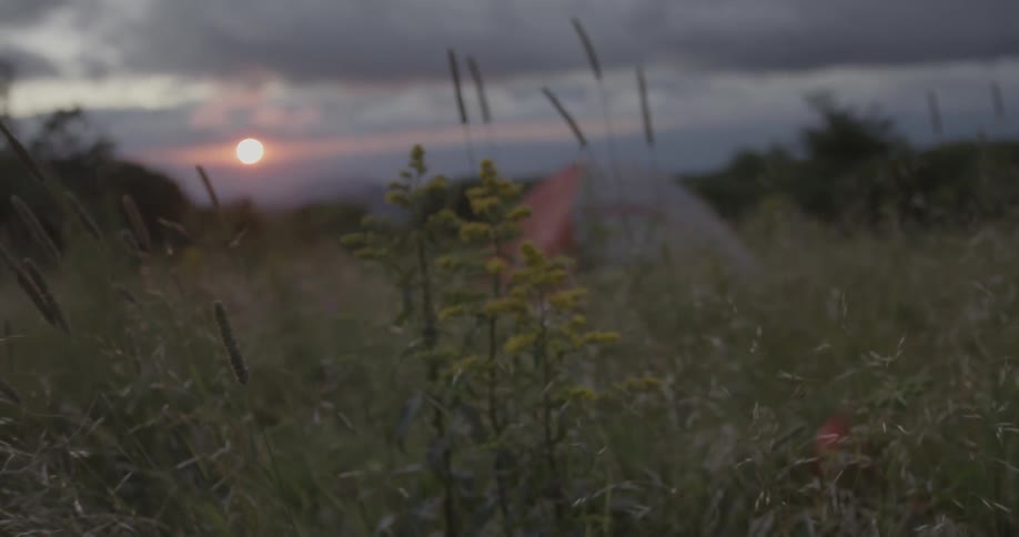 The tall grass blows in the wind at sunset
