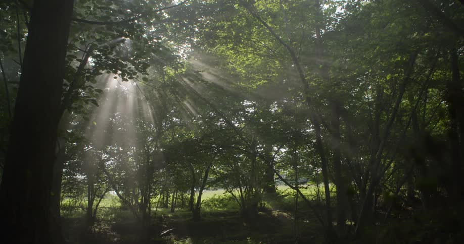 Golden sunbeams pierce through the dense canopy of a forest the light creates a radiant hazy effect as it streams through the leaves and branches