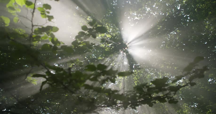 Sunlight filters dramatically through the canopy casting radiant beams of light that cut through the mist and highlight the forest leaves