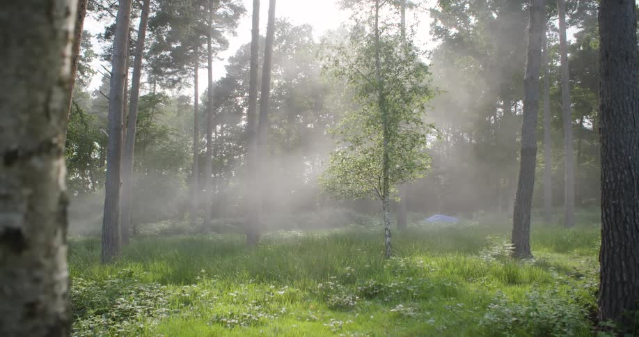 Thick fog hangs in a sunlit forest shrouding the trees and undergrowth in a soft haze the morning light streams through the mist illuminating the grassy clearing