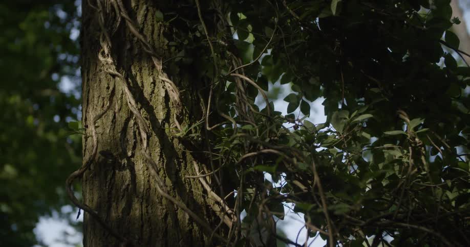 A close up of a tree with green leaves in a forest setting with other trees on the background