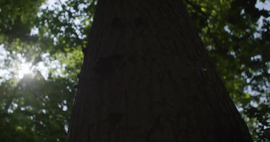 A large tree trunk rises from the forest floor at midday the canopy of leaves above filters and blocks much of the sunlight casting soft dappled shadows across the quiet woodland