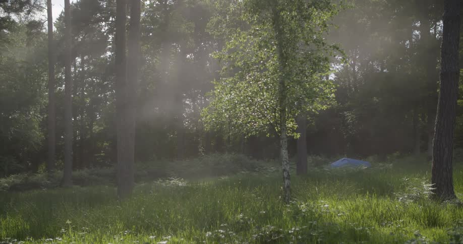 A sunlit forest clearing glows with rays of light cutting through mist where a small blue tent is barely visible among the trees and grass
