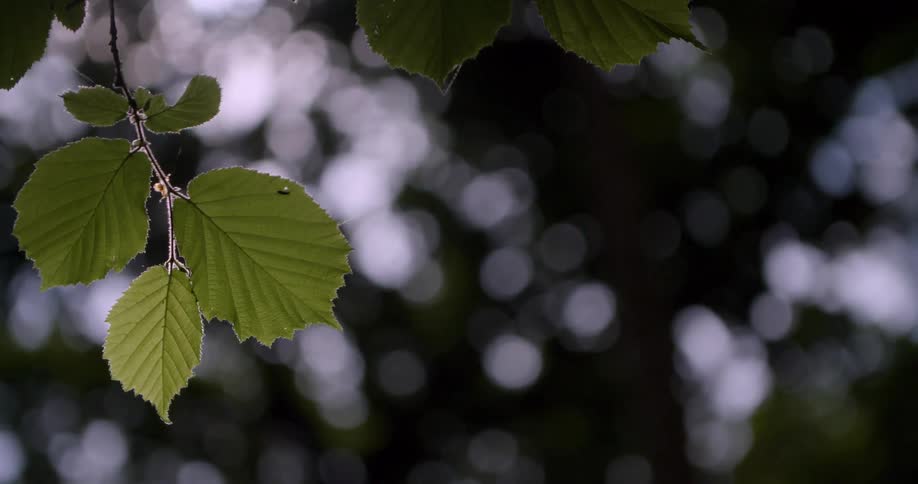 A few green leaves on a branch are shown in sharp focus against a blurred background the leaves sway gently in the breeze