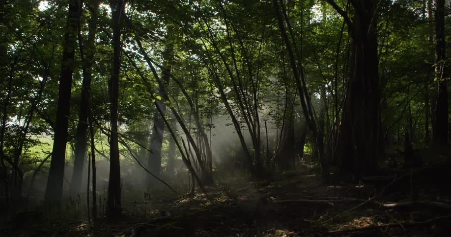 Sunlight filters through the trees casting misty beams of light across the quiet forest floor