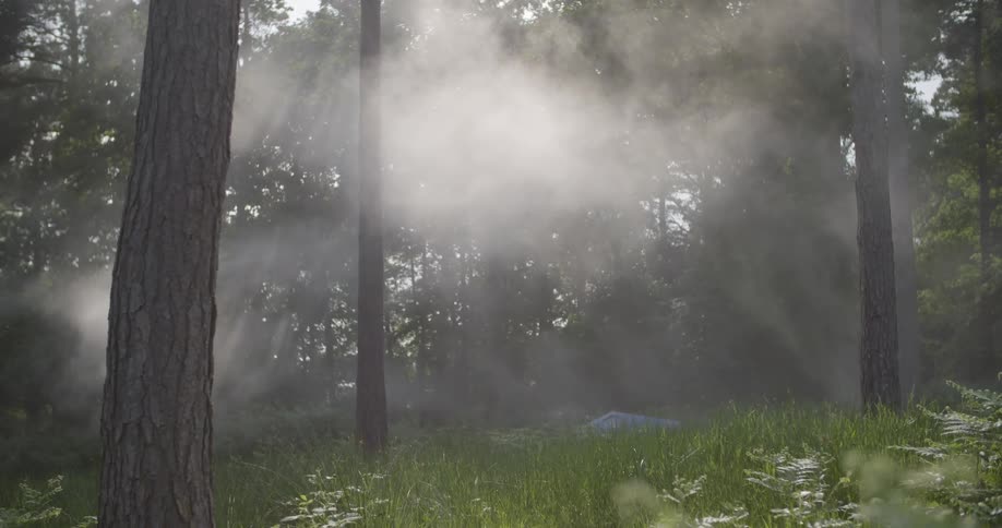 Morning sunlight filters through tall trees in a forest clearing with green grass as mist drifts gently between the trunks creating a calm natural atmosphere