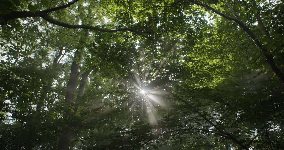 Sunlight breaks through the leafy canopy casting radiant beams of light down into the forest