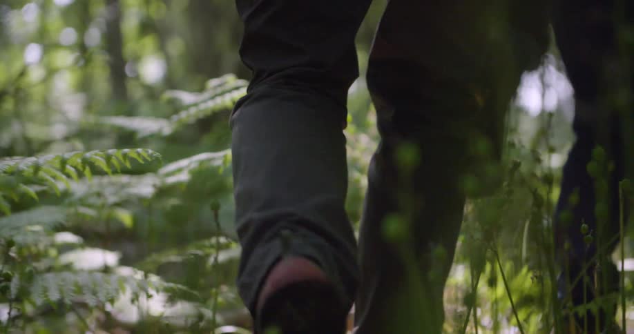 Hikers walk through the plants covering the ground in the woods