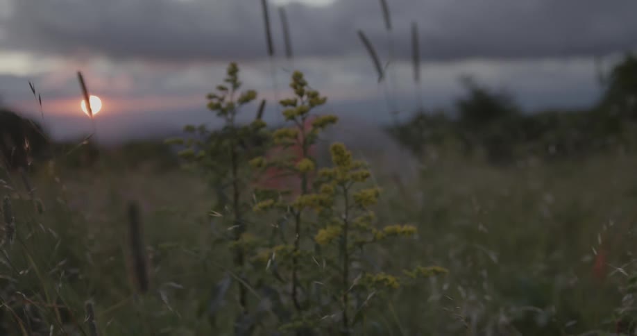 Weeds and crash sway in the breeze