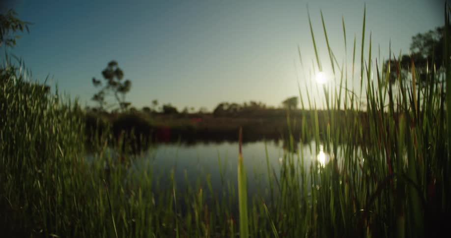 Pond surrounded by grass reflects the bright sun