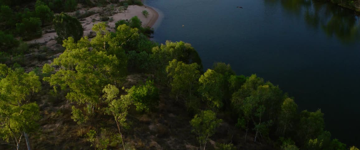 Waterfront of a forest next to a river with birds flying around outdoors