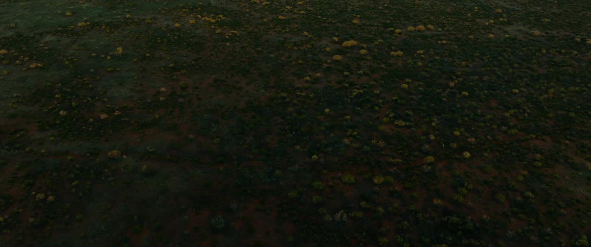 Short flowering plants cover the ground