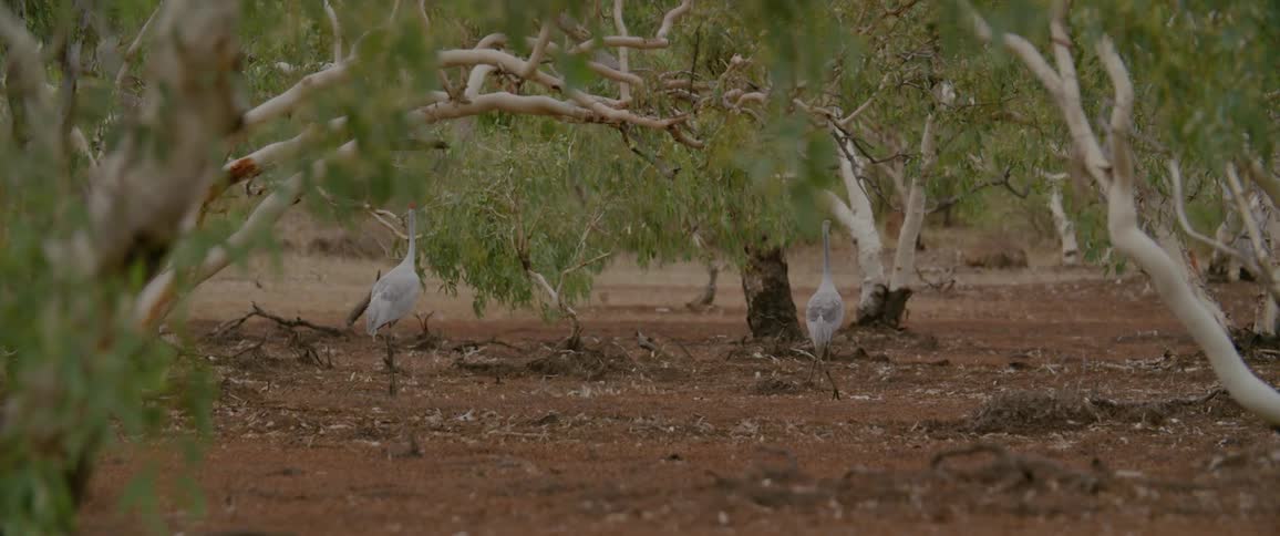 Two herons stand and walk quietly on reddish soil among scattered trees with pale trunks and green foliage
