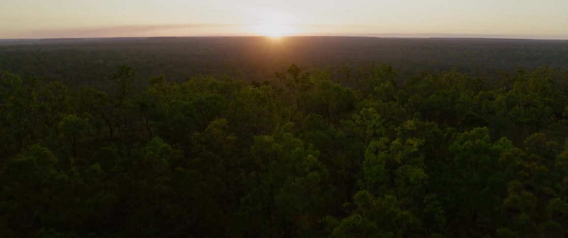 The sun is rising on the forest