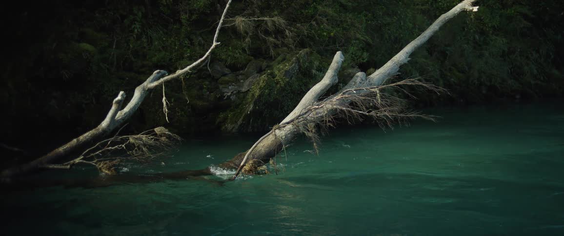 Driftwood floats in the river
