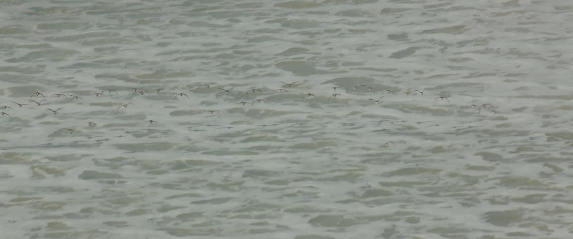 A group of birds flies over the sand and some land while waves crash on the shore
