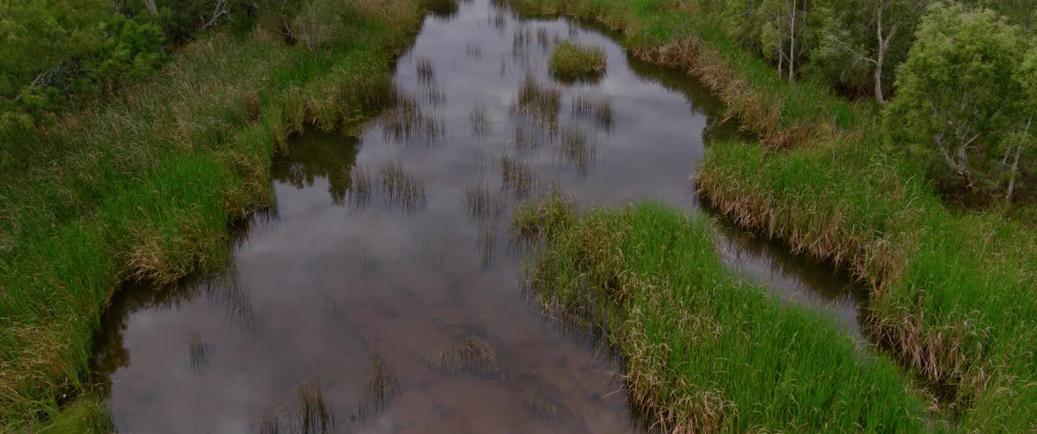 A stream flows through the forest amid green grasses with a mountain visible in the distant background at midday