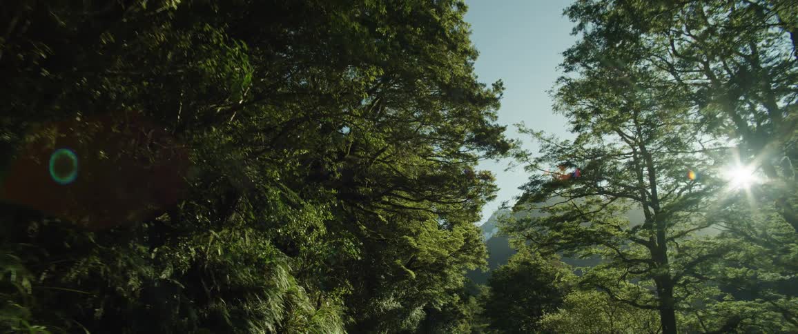 The sun is shining high above the valley of trees