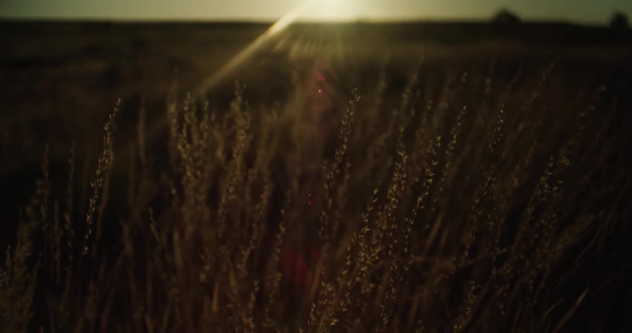 The camera pans up to reveal a field of plants with the sun setting in the background