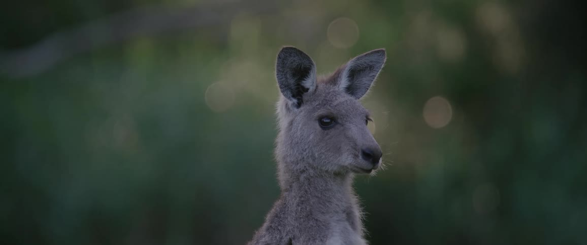 The kangaroo jumps off after looking around