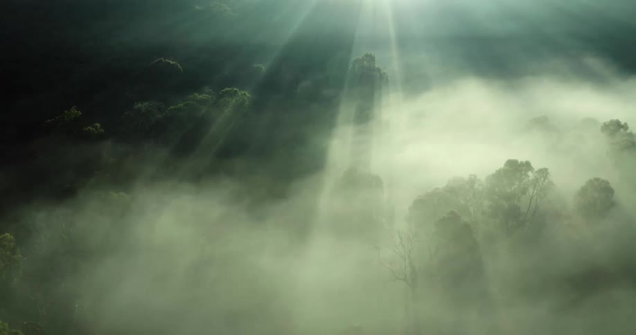 The forest is covered in heavy fog