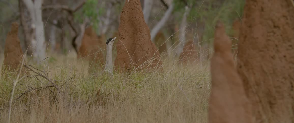 The bird is looking up at a tree