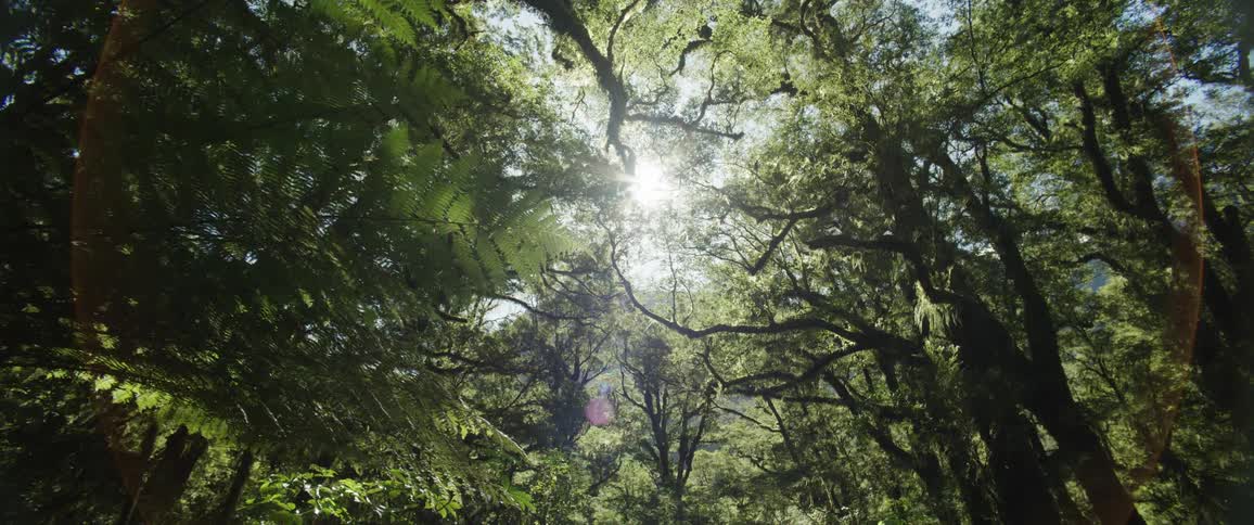 The sun flares through the tree branches