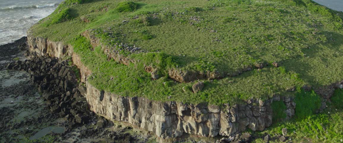 Swarms of white seabirds fly and rest upon a lush grass covered headland with sheer rocky cliffs