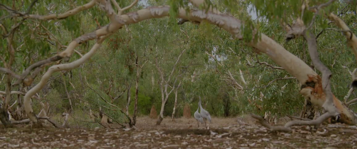Two birds walk among trees and termite mounds in a dry forest