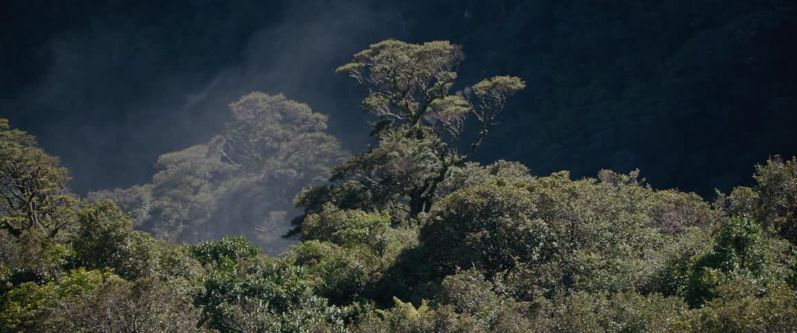 A dense forest or cloud forest is shrouded in mist and fog at midday