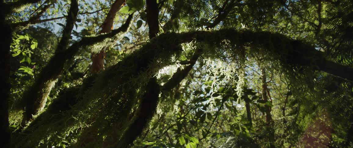Close up shot of vegetation on a forest and there is some flare from the sun