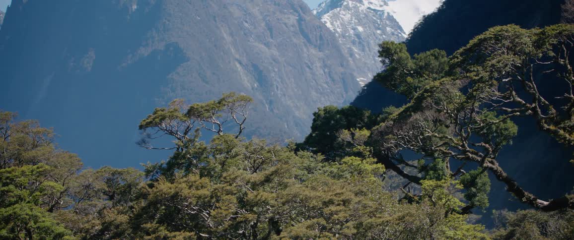 A forest with tall trees stretches out with a mountain range rising in the background under the midday light