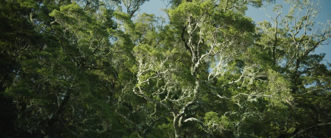 A rainforest scene with a series of trees and long sprawling branches bathed in bright sunlight on a clear day