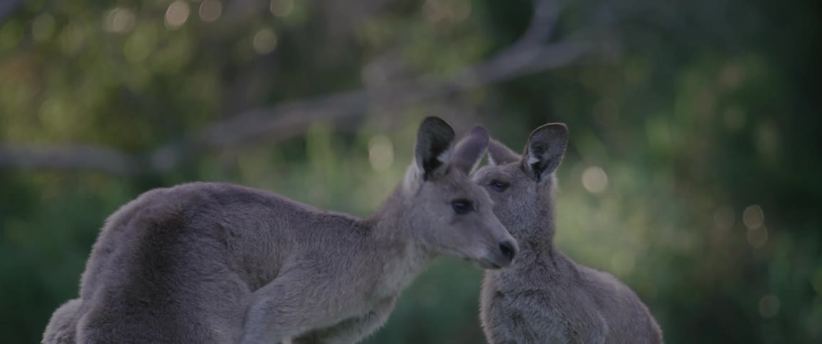 Two kangaroos are hanging out in the wild at midday