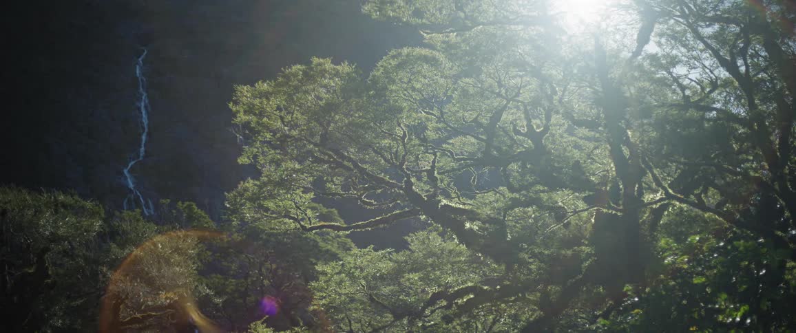Trees on a forest area next to a mountain outdoors during day time