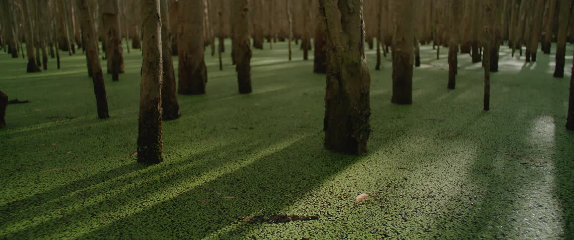 The green swamp is full of trees