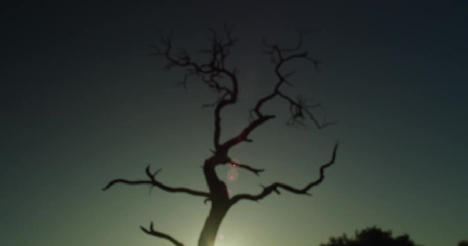Leafless tree against a blue sky with the suns reflection