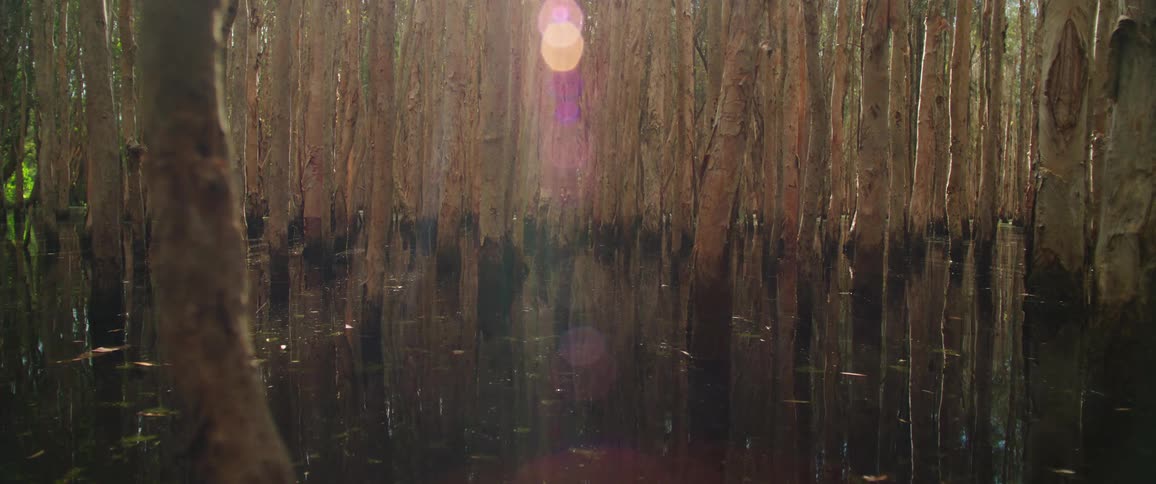 Aquatic trees in a natural area